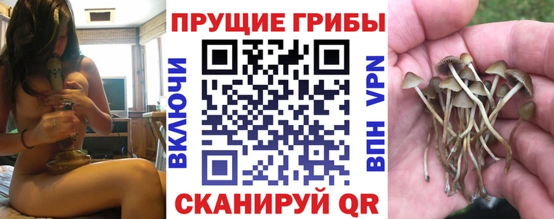 MEGA ССЫЛКА  Владимир  Псилоцибиновые грибы мицелий 